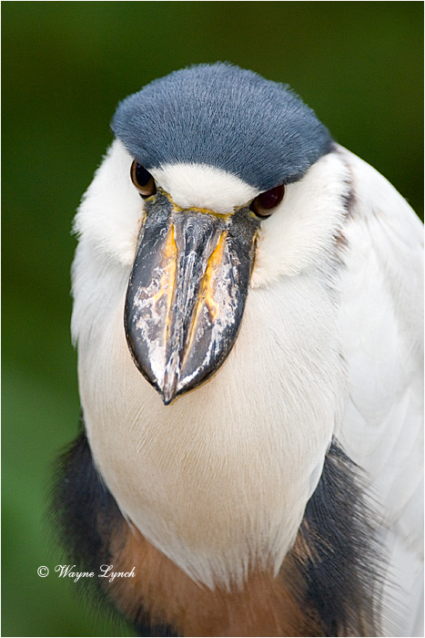 Boat-billed Heron 102 by Dr. Wayne Lynch &copy;